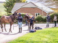 AK060423-79 - Horses returning from exercise